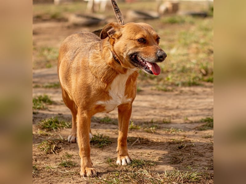 Mary liebes, anhängliches Hundemädel sehnt sich nach Euch!