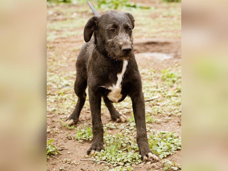 Venom, kleiner Stöpsel sucht liebe Familie