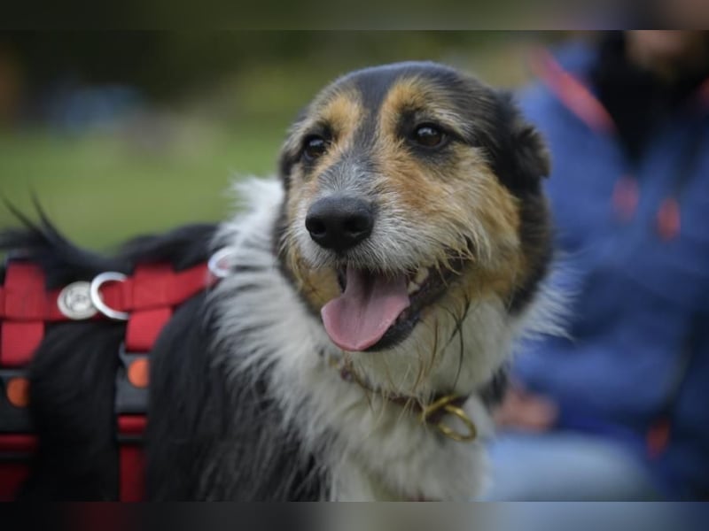 Frieda, ein Flumi auf vier Pfoten