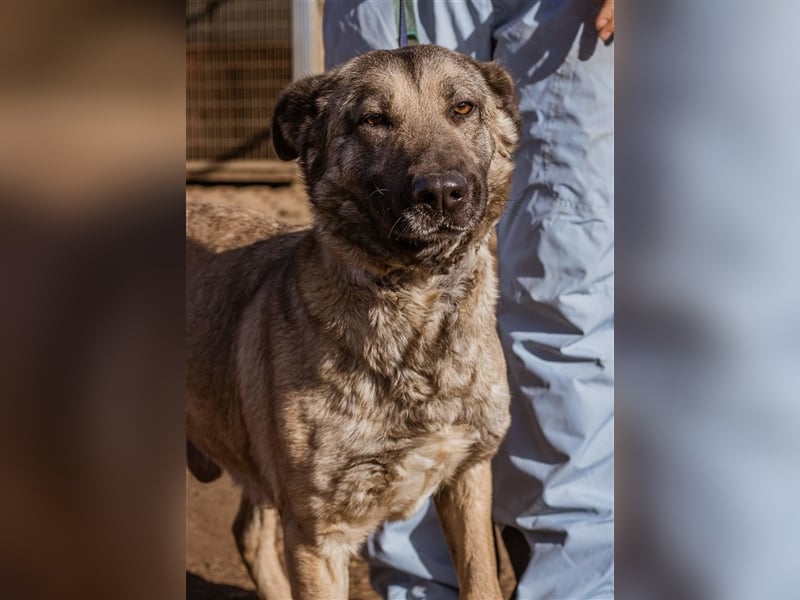 Enya, eine herzensgute Hündin