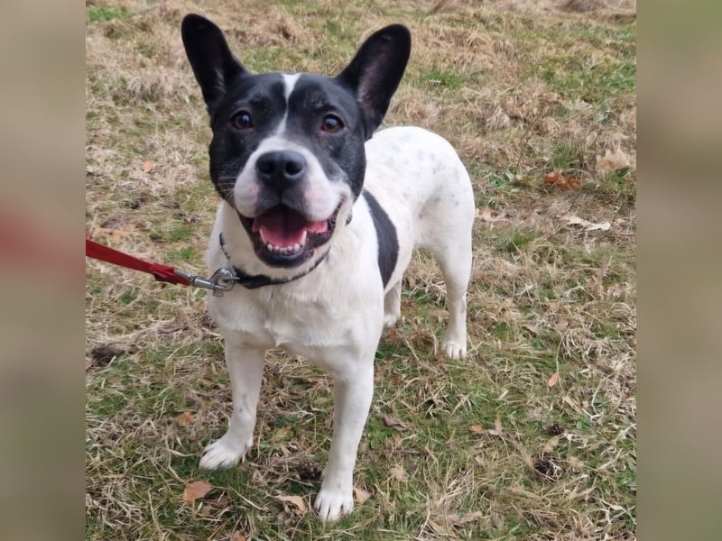 Havana, sucht einfühlsame Menschen mit Humor