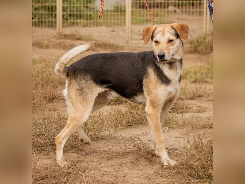 Fitos, der Gute-Laune-Bär wünscht sich eine aktive Familie