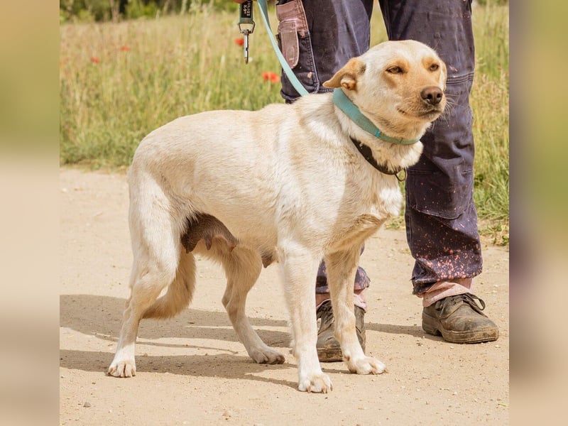 Buco, süße Hündin möchte so gern von einer Familie aufgenommen werden