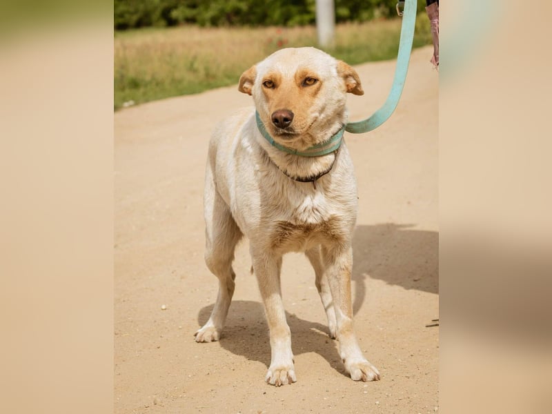 Buco, süße Hündin möchte so gern von einer Familie aufgenommen werden