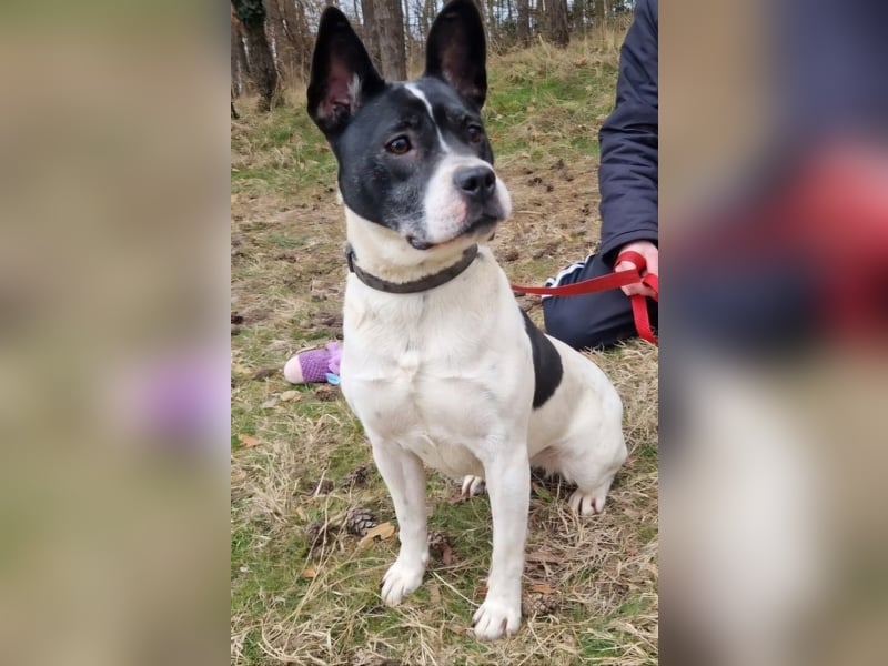 Havana, sucht einfühlsame Menschen mit Humor