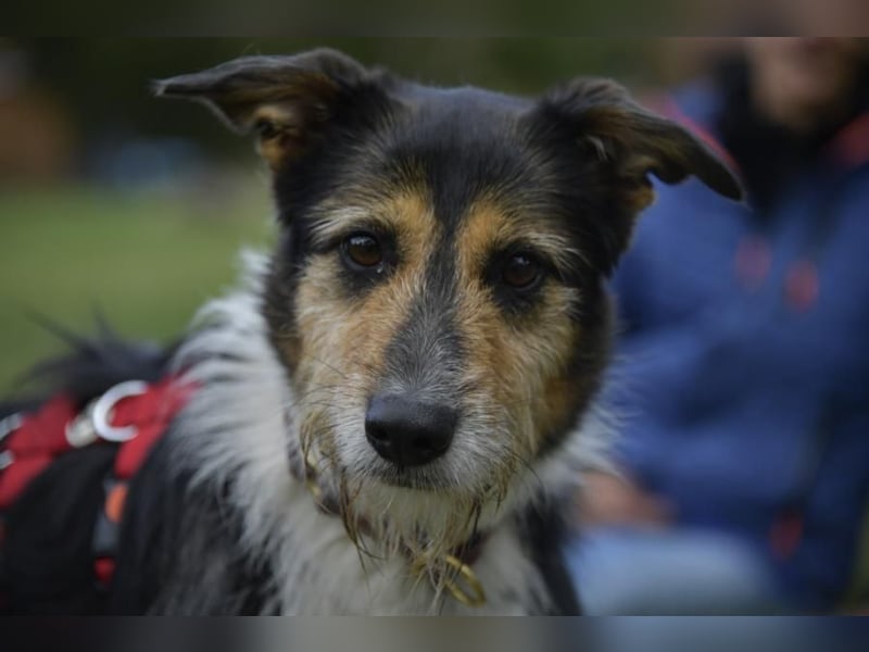 Frieda, ein Flumi auf vier Pfoten
