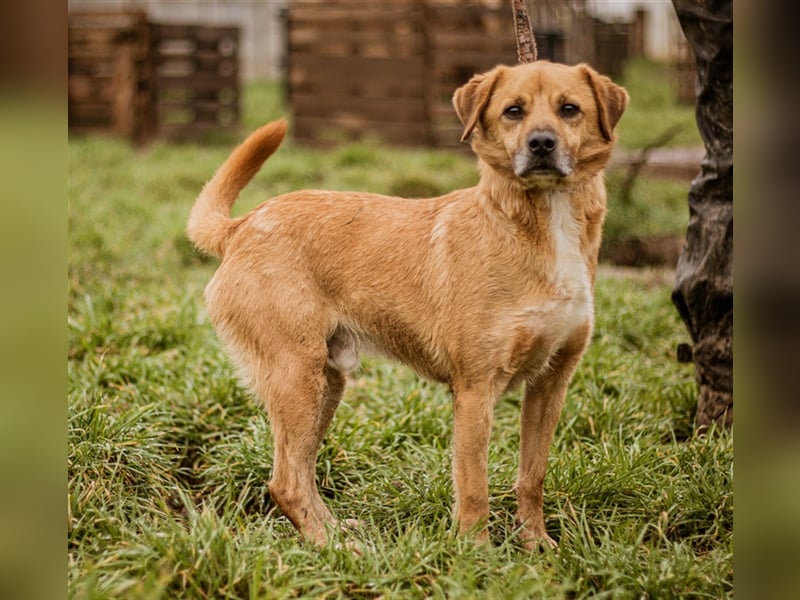 ÖRS sucht Lieblingsmensch für eine immer währende Kuscheleinlage