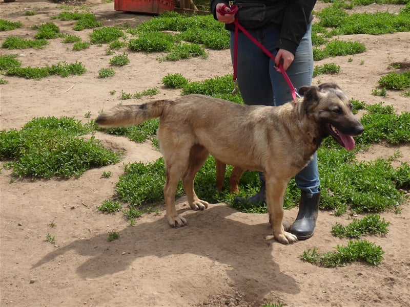 Enya, eine herzensgute Hündin