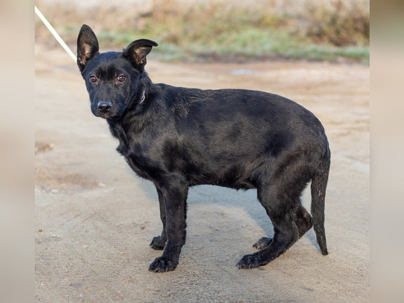 Aurora, ist noch sehr jung und möchte viel Hundekumpels kennen lernen