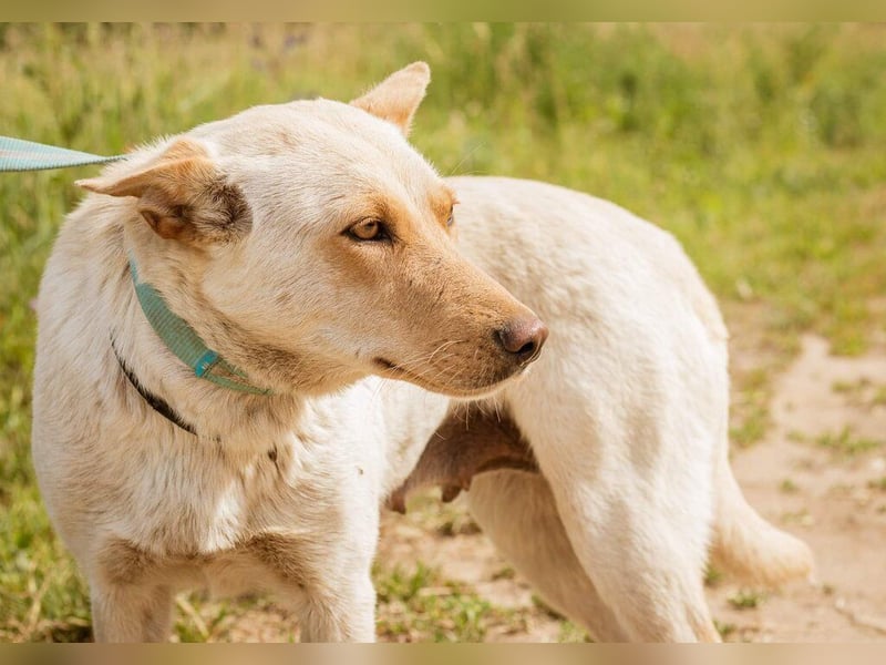 Buco, süße Hündin möchte so gern von einer Familie aufgenommen werden