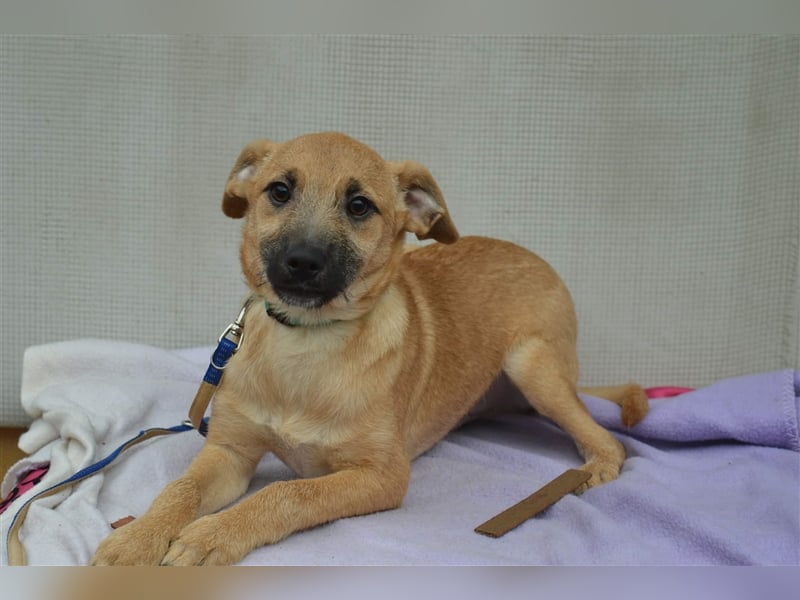 Rio sucht ein Zuhause