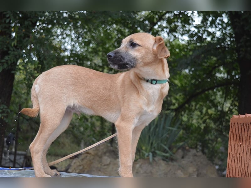 Rio sucht ein Zuhause