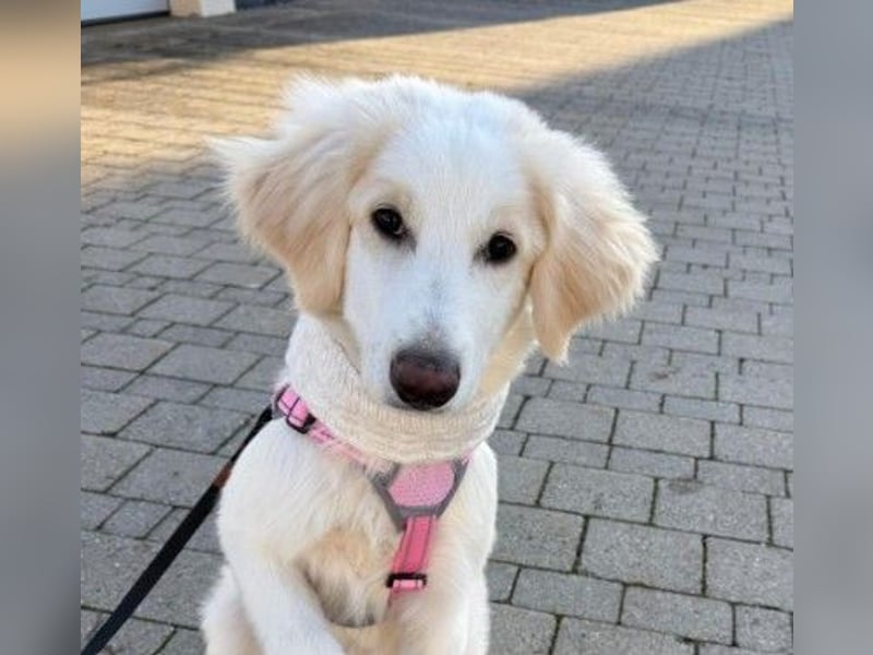 Liebe, sensible Kiki sucht ihre Familie