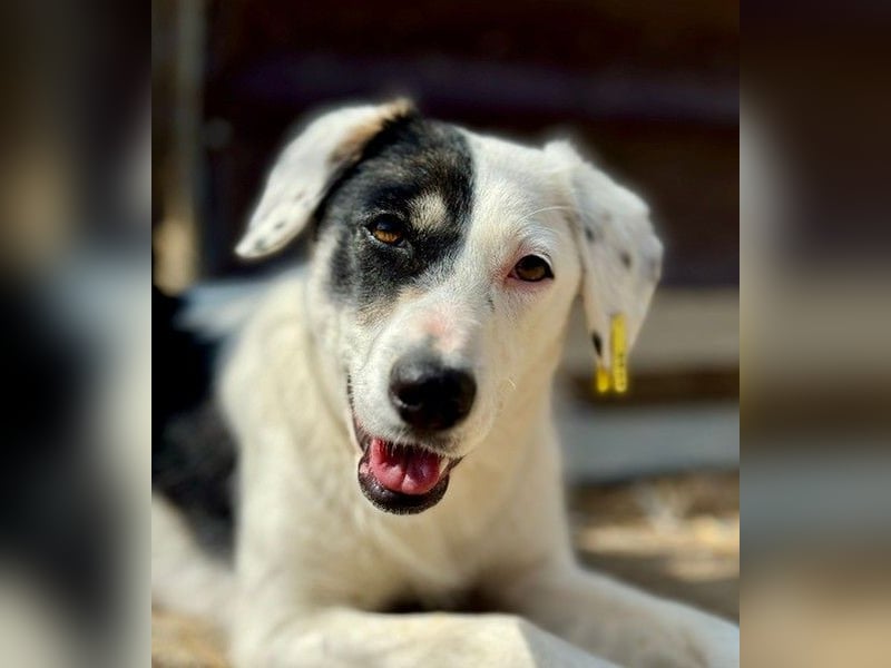 TIGUANA - liebenswerte Junghündin sucht ihr Für-Immer-Zuhause