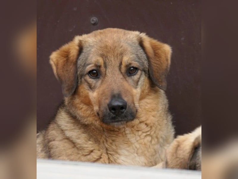 ALENA - sanfte, liebenswerte Hündin sucht ihre Familie