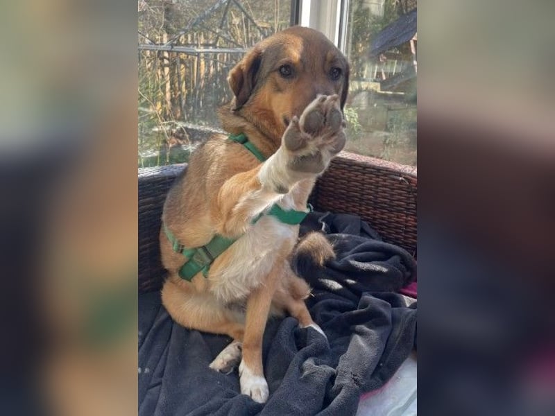 ALENA - sanfte, liebenswerte Hündin sucht ihre Familie