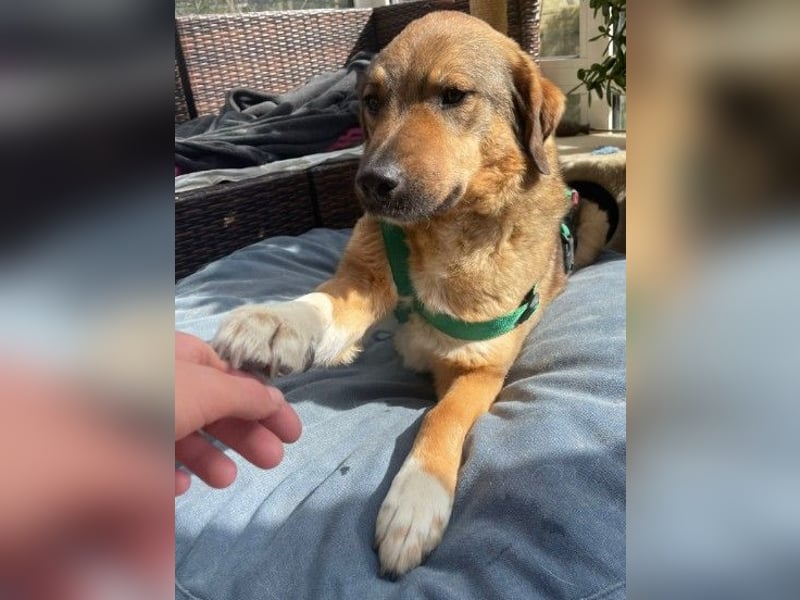 ALENA - sanfte, liebenswerte Hündin sucht ihre Familie