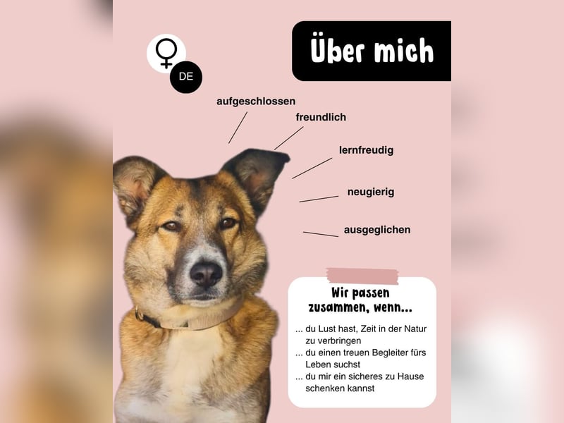 Traumhund Leni sucht dringend neues Zuhause!