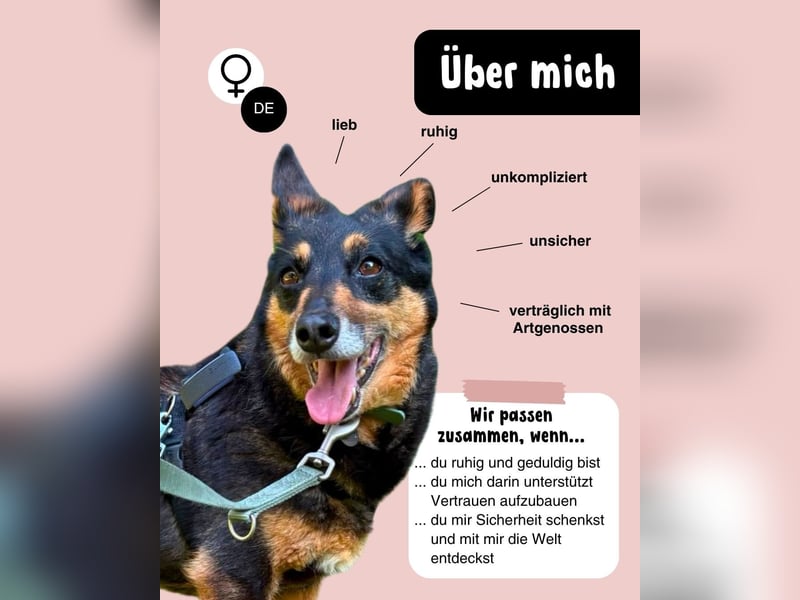 Ruhige Ema sucht für immer Zuhause