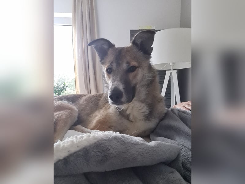 Traumhund Leni sucht dringend neues Zuhause!