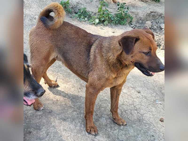 BENNY sucht sein Glück