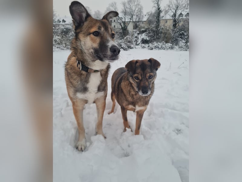 Traumhund Leni sucht dringend neues Zuhause!