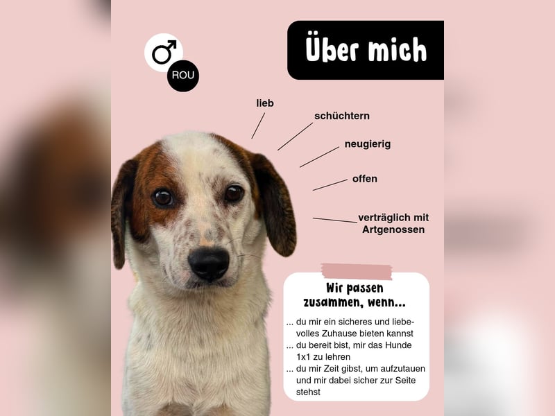 WILLI - möchte die Welt entdecken