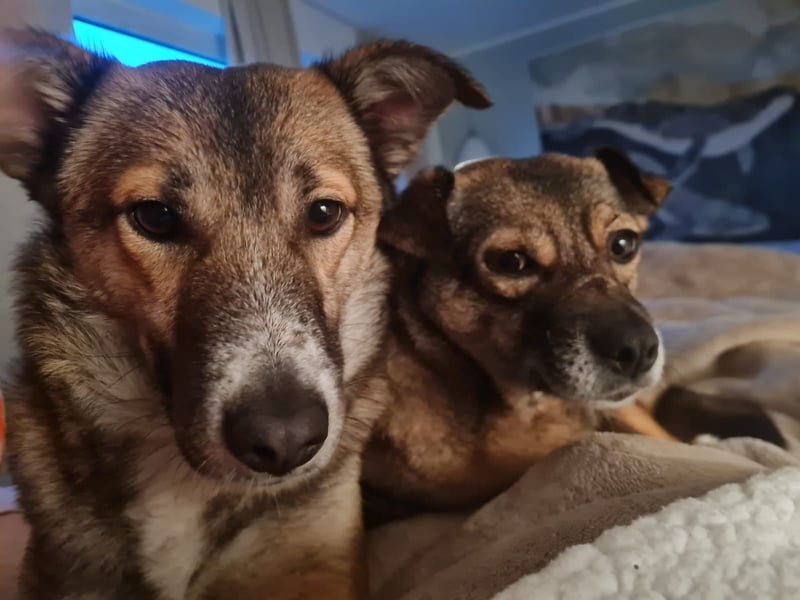 Traumhund Leni sucht dringend neues Zuhause!