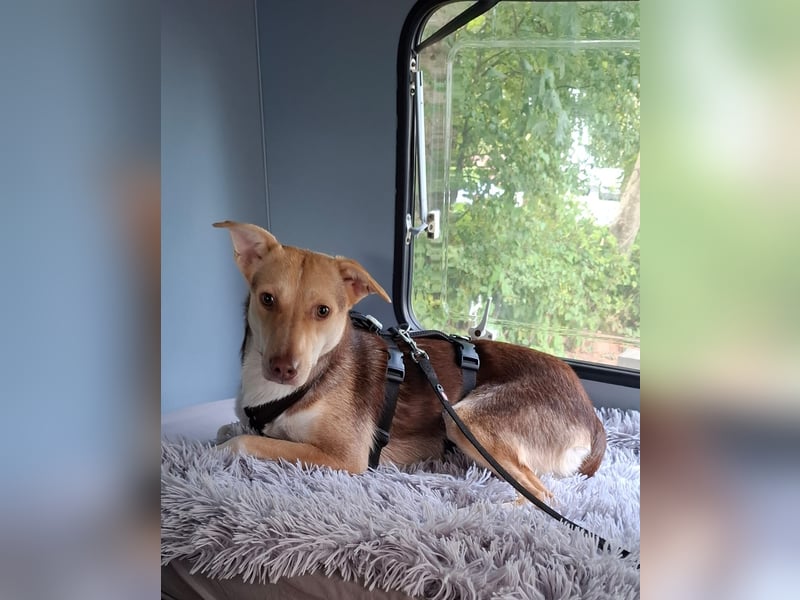 LARA möchte die Natur entdecken