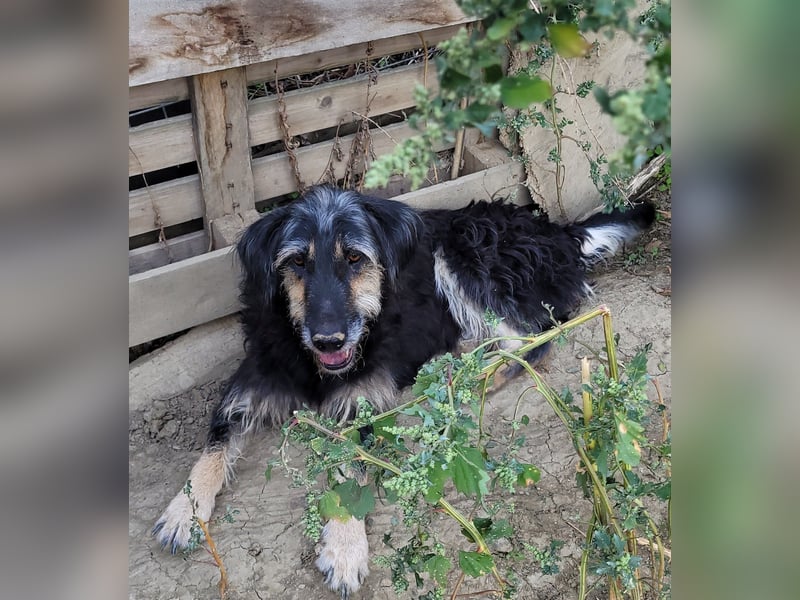 Ruhiger RUDI sucht ruhiges Zuhause