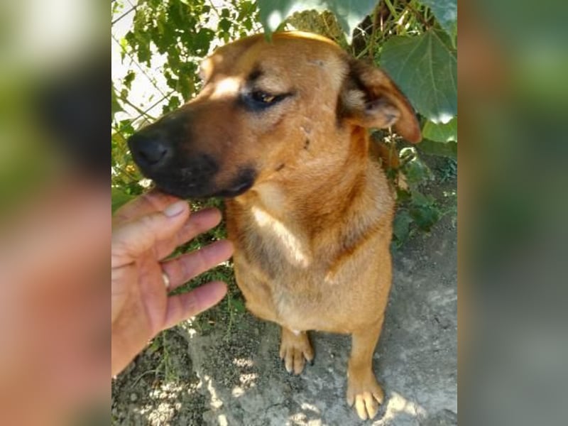 BENNY sucht sein Glück