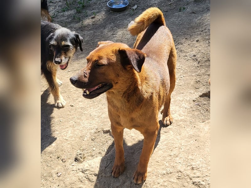 BENNY sucht sein Glück