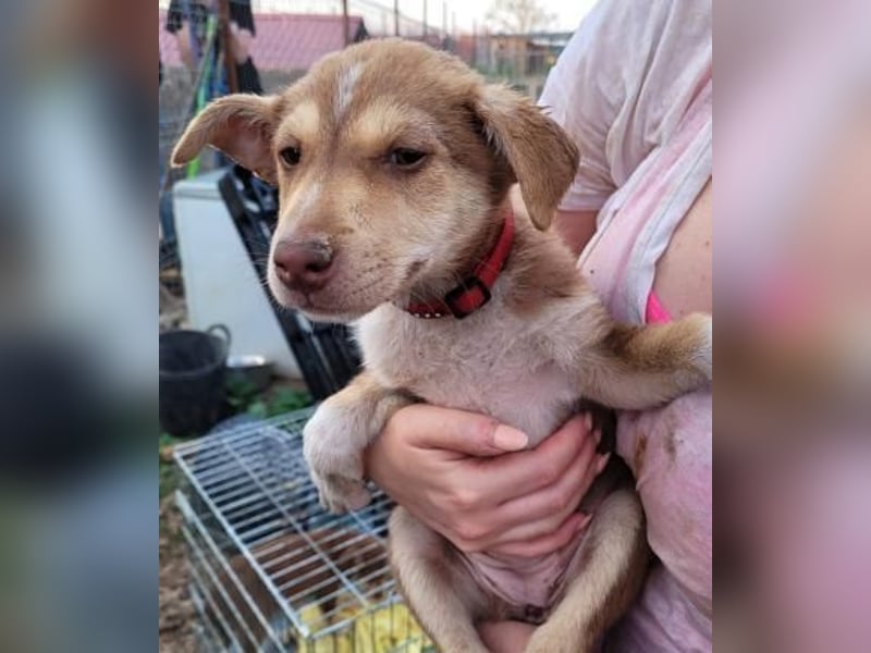 LARA möchte die Natur entdecken