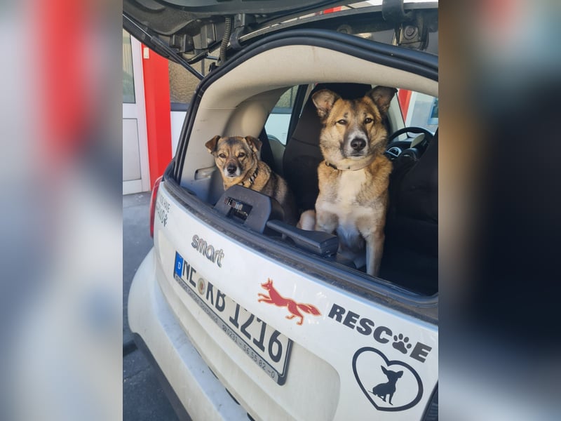 Traumhund Leni sucht dringend neues Zuhause!