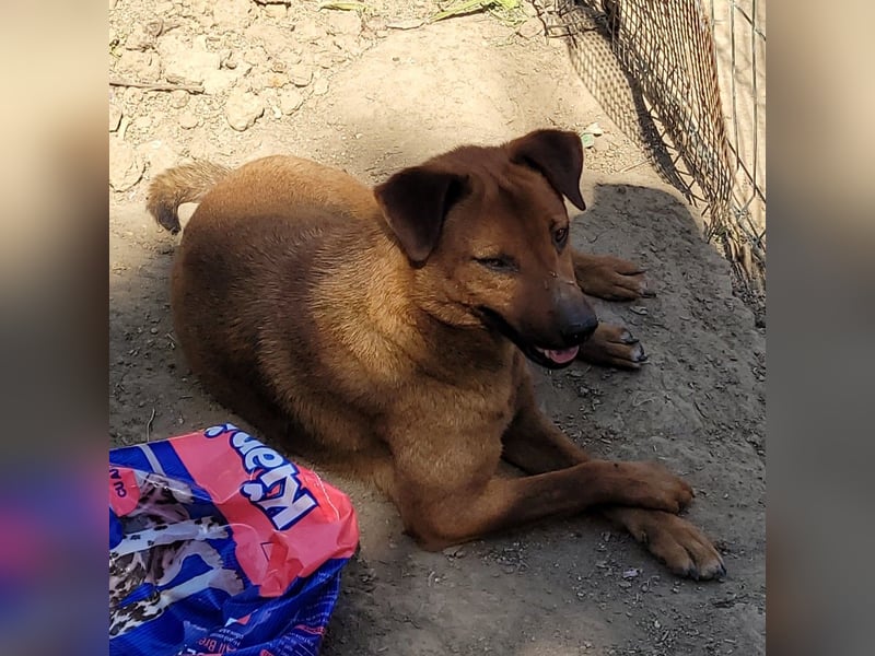 BENNY sucht sein Glück