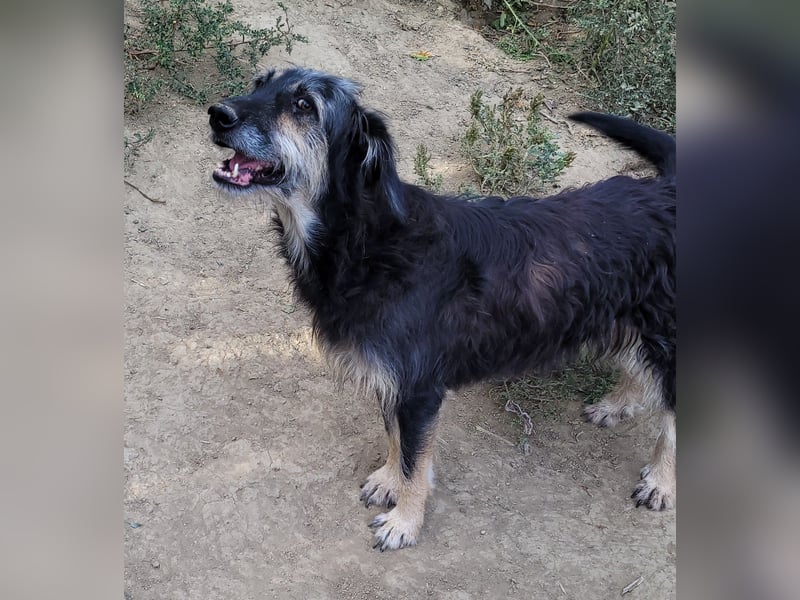 Ruhiger RUDI sucht ruhiges Zuhause