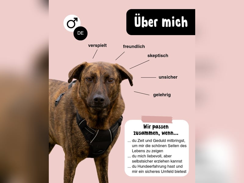 Moji sucht sein Für-Immer-Zuhause