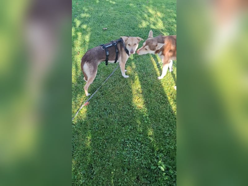 LARA möchte die Natur entdecken