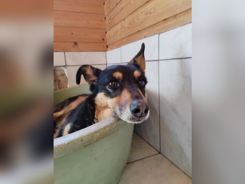 Ruhige Ema sucht für immer Zuhause