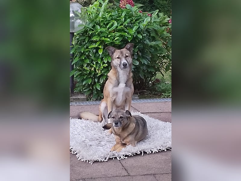 Traumhund Leni sucht dringend neues Zuhause!