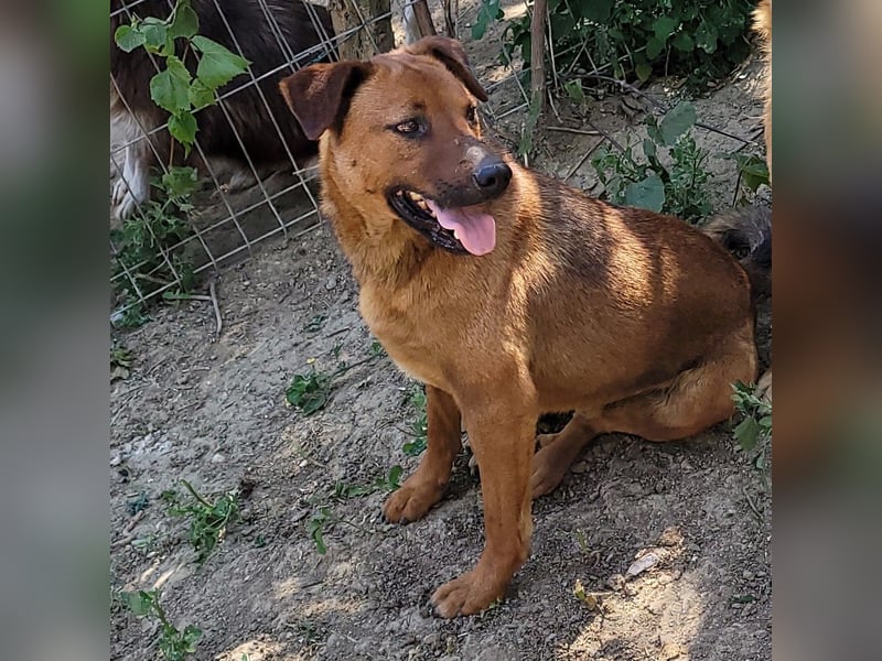 BENNY sucht sein Glück