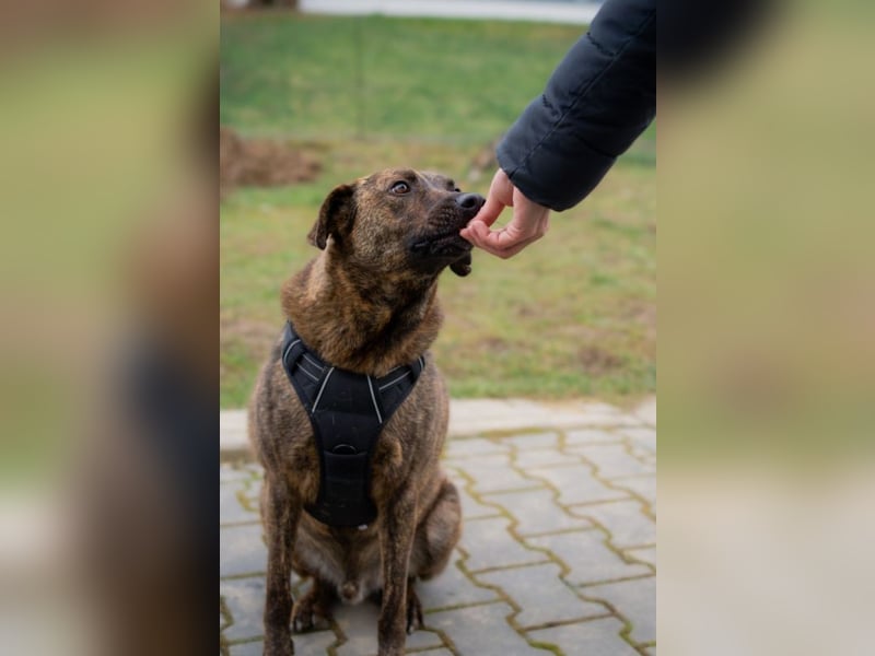 Moji sucht sein Für-Immer-Zuhause