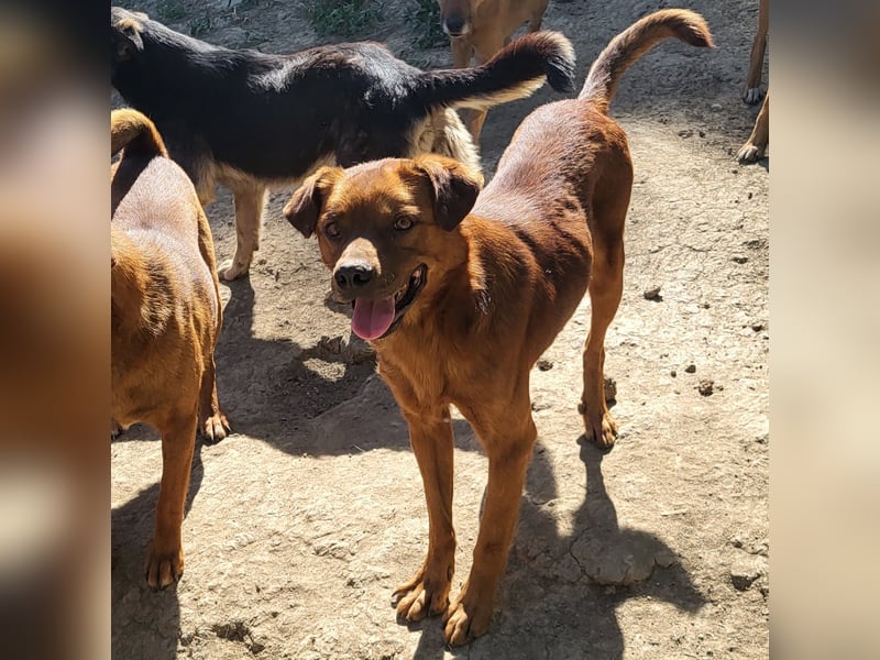 BENNY sucht sein Glück