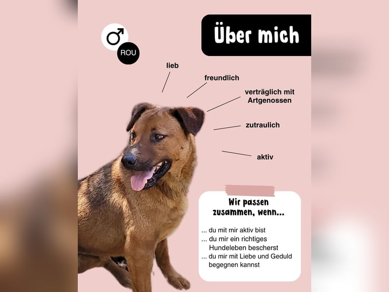 BENNY sucht sein Glück
