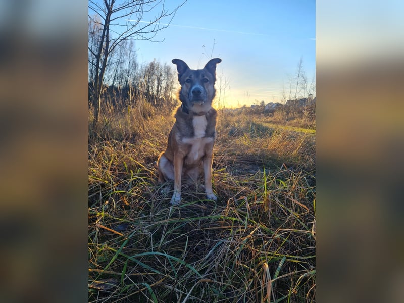 Traumhund Leni sucht dringend neues Zuhause!