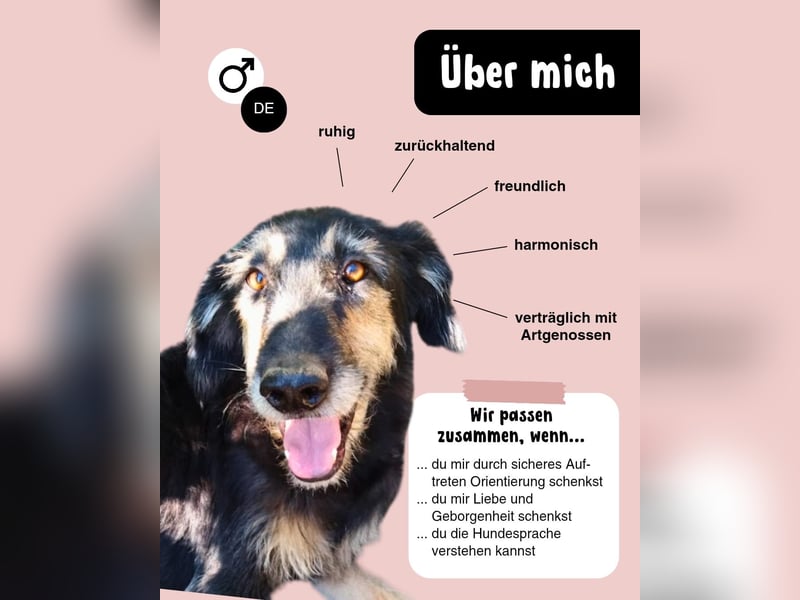 Ruhiger RUDI sucht ruhiges Zuhause