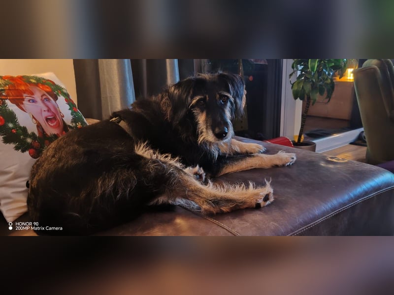 Ruhiger RUDI sucht ruhiges Zuhause