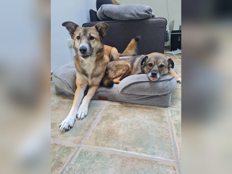 Traumhund Leni sucht dringend neues Zuhause!