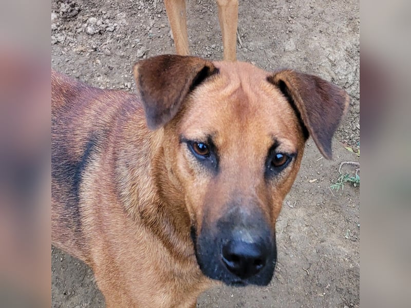BENNY sucht sein Glück