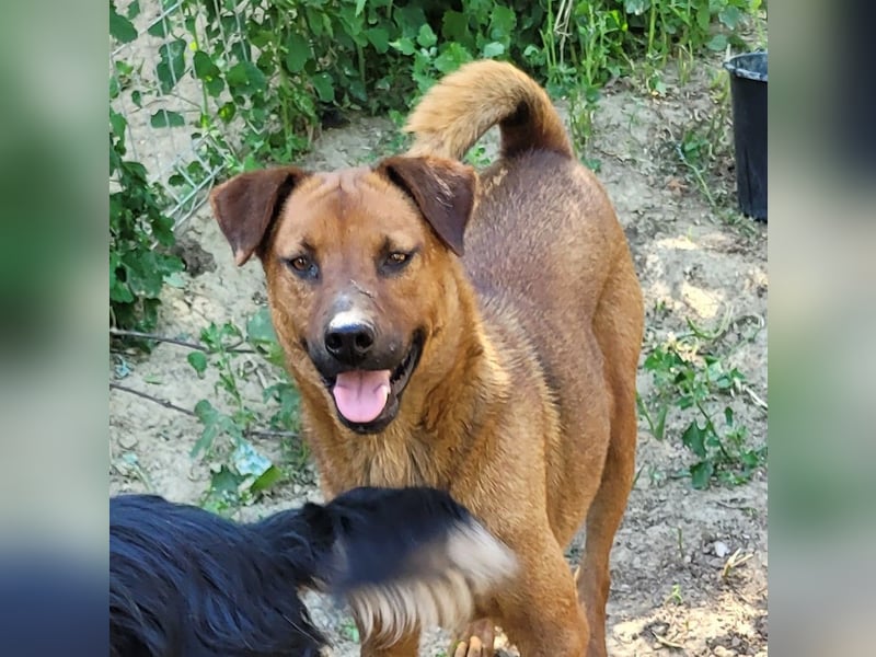 BENNY sucht sein Glück
